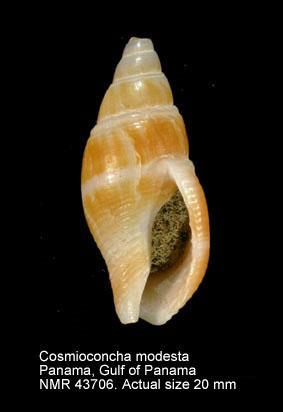 Cosmioconcha modesta.jpg - Cosmioconcha modesta(Powys,1835)